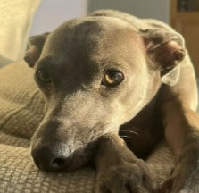 Italian Greyhound Puppies For Sale in California