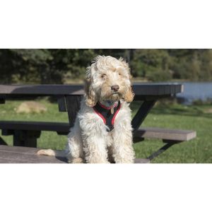 Jerries-Pet-Place (Cockapoo Georgia)