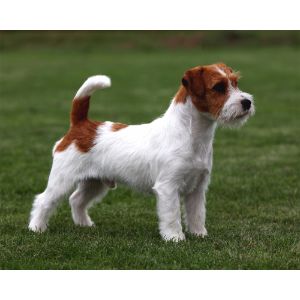 Kennel-Club-Breed-Standards