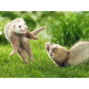 Kindness-Matters-Ferret-Rescue (Ferret USA)