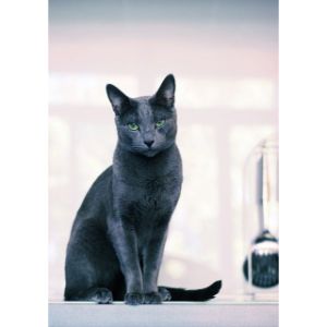LA-Bluez-Cattery (Russian Blue Cat USA)