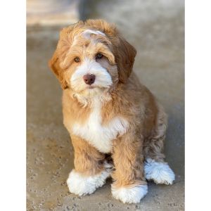 Labradoodle-Puppies-In-Delaware