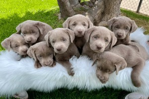 Conclusion For The "Best Labrador Breeders in California"
