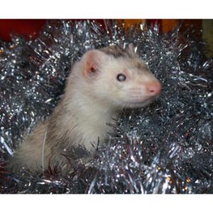 Lakeroad-Ferret-Farm-Shelter (Ferret New York)