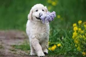 Lovely Puppies For You (Toy Poodle California)
