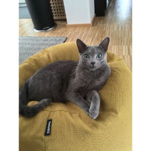 MAUDDIB (Russian Blue Cat USA)