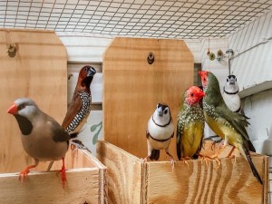 Magnolia Bird Farm (Bird Breeder California)