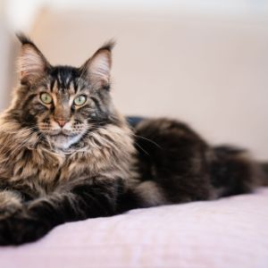 Maine-Coon-Kittens-In-Texas
