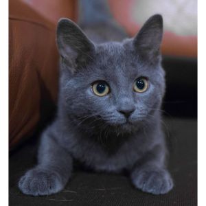 Majestic-Blues-Cattery (Russian Blue Cat USA)