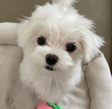 Maltese Puppies For Sale in California