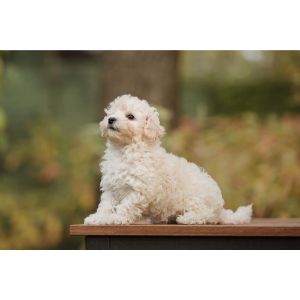 Maltipoo-Puppies-In-Illinois