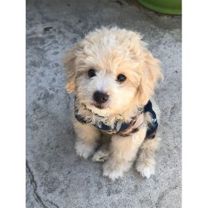 Maltipoo-Puppies-In-Virginia