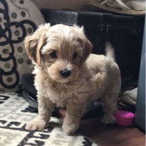 Maltipoo-Red