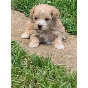 Maltipoos-More (Maltipoo Illinois)