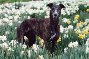 Marta Puppy Lover (Italian Greyhound California)