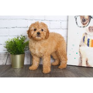 Maryland-Puppies-Online-cavapoo-marlyland