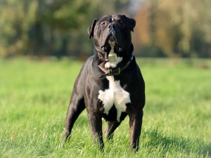 More Information About American Bully Breeders in California