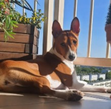 More Information About Basenjis in California