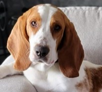 More Information About Basset Hound in California