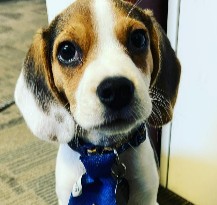 More Information About Beagles in Arizona