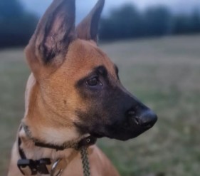 More Information About Belgian Malinois in California