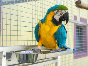More Information About Bird Breeders in California
