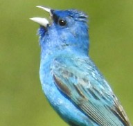 More Information About Bird Breeders in California