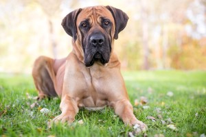 More Information About Boerboels in California