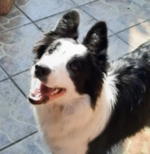 More Information About Border Collie Puppies in California