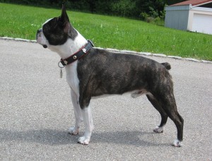More Information About Boston Terriers in California