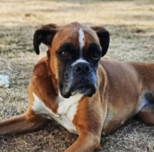 More Information About Boxer Puppies in California