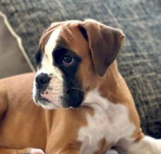 More Information About Boxer Puppies in Florida