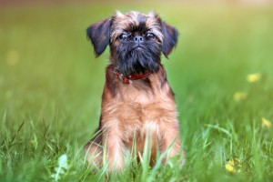More Information About Brussels Griffons in California 1