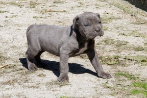 More Information About Cane Corso Puppies in Florida