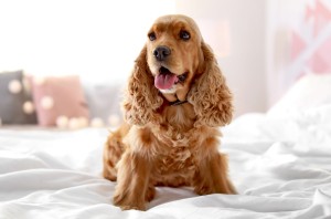 More Information About Cocker Spaniels in California