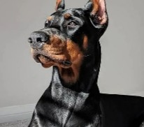 More Information About Dobermans in New York