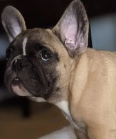 More Information About French Bulldog Puppies in Florida