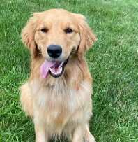 More Information About Golden Retriever Puppies in Florida