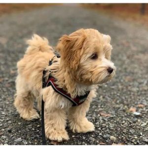 More-Information-About-Goldendoodle-Breeders-In-Illinois