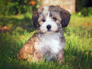 More Information About Havanese in California