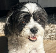 More Information About Havanese in California