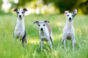 More Information About Italian Greyhounds in California