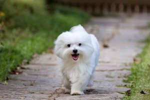 More Information About Maltese Puppies in California