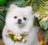 More Information About Pomeranians in California