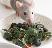 More Information About Rat Breeders in California