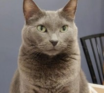 More Information About Russian Blue Kittens in California