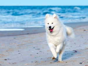 More Information About Samoyed in California