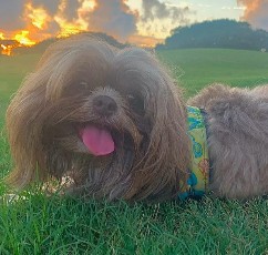 More Information About Shih Tzus in California