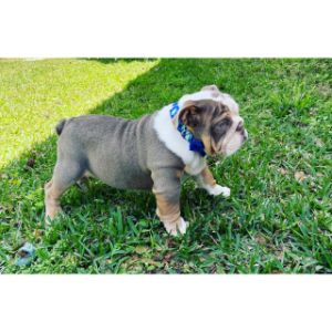 More-Information-About-The-Old-English-Bulldog-Breeders-In-California