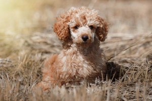 More Information About Toy Poodles in California